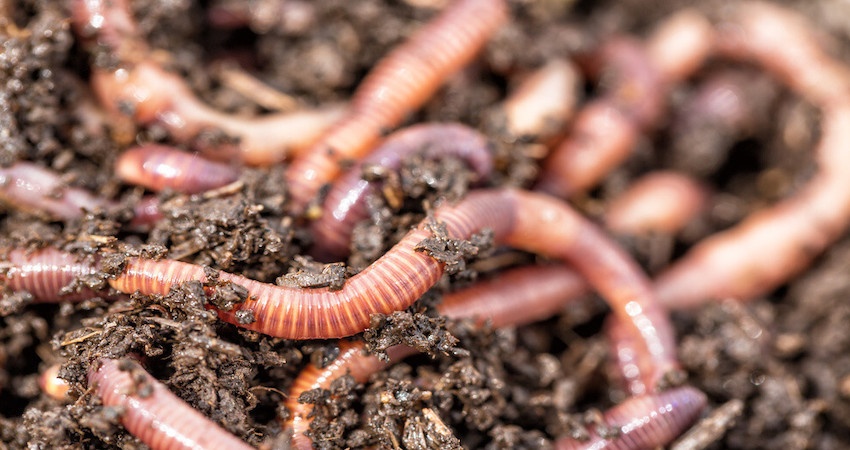 Earthworms