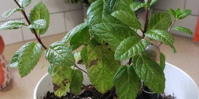 Mint Leaves Turning Brown