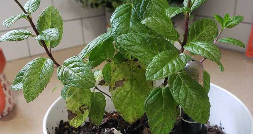 Mint Leaves Turning Brown