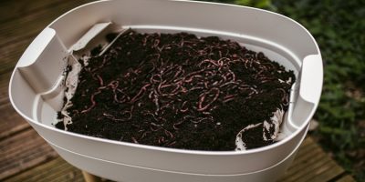 Types of Worms in Potted Plants