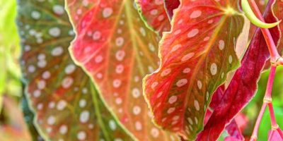 Angel Wing Begonia Care