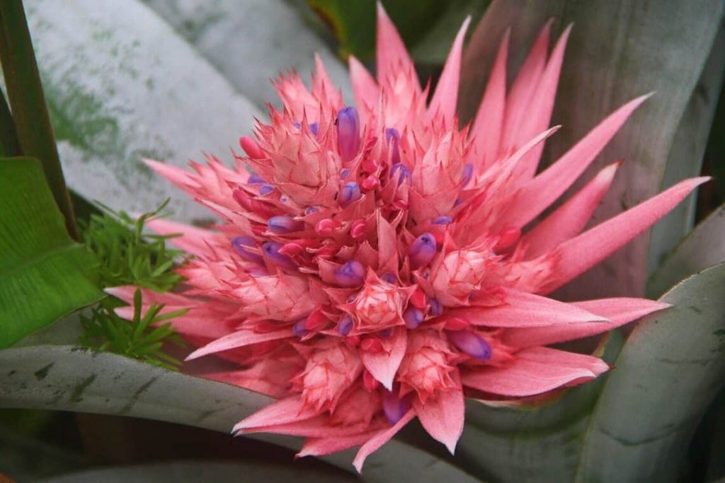 bromeliad care guide