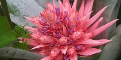 bromeliad care guide