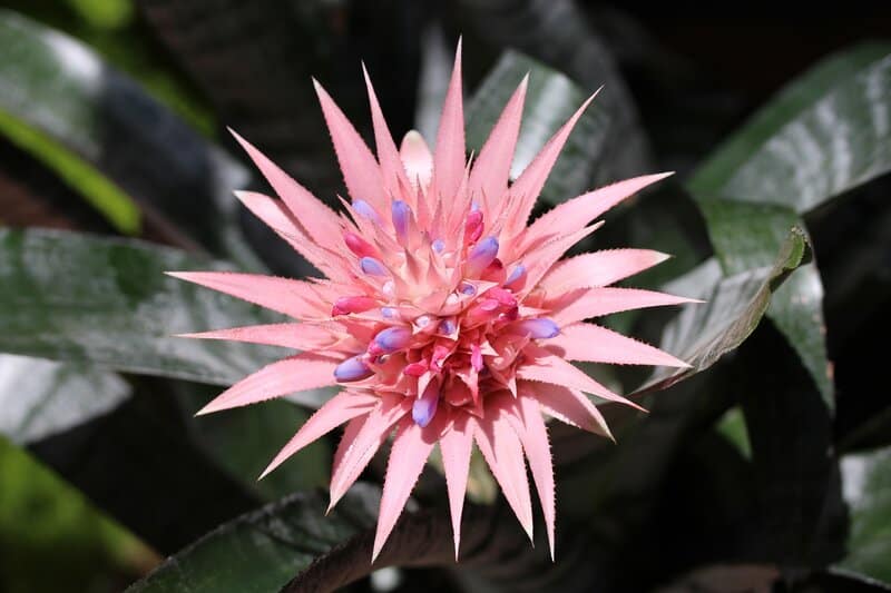 Bromeliad Flowering