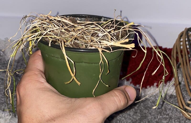 hoya linearis common issues