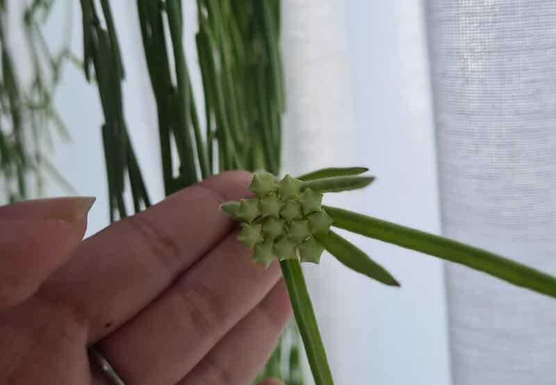 hoya linearis propagation