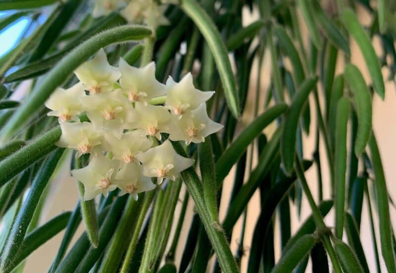 watering hoya linearis