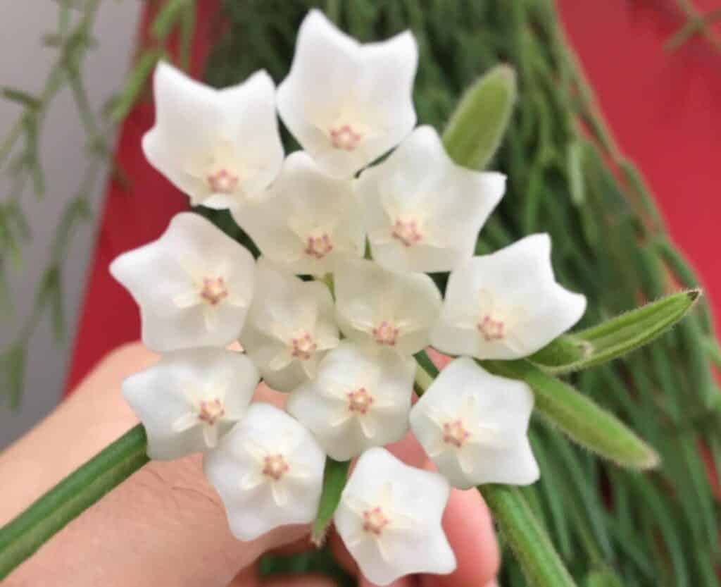 hoya linearis care