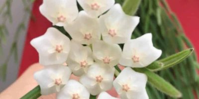 hoya linearis care
