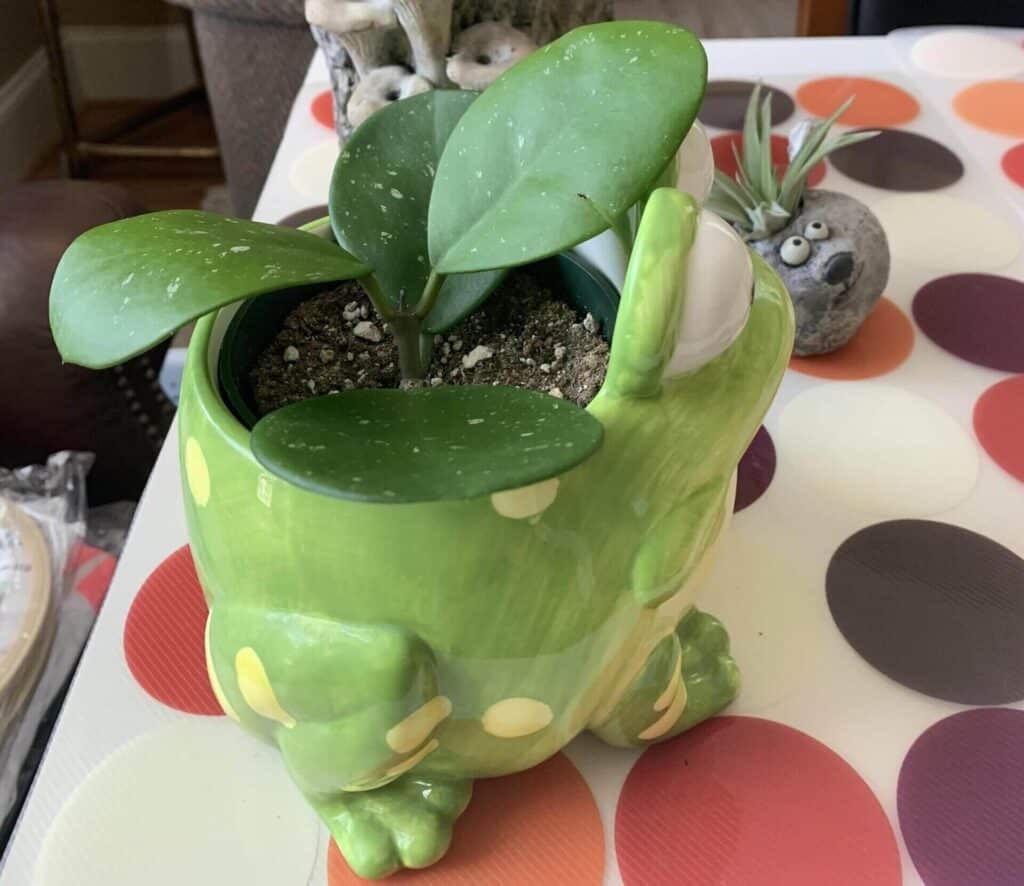 Hoya obovata care guide