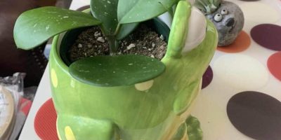 Hoya obovata care guide