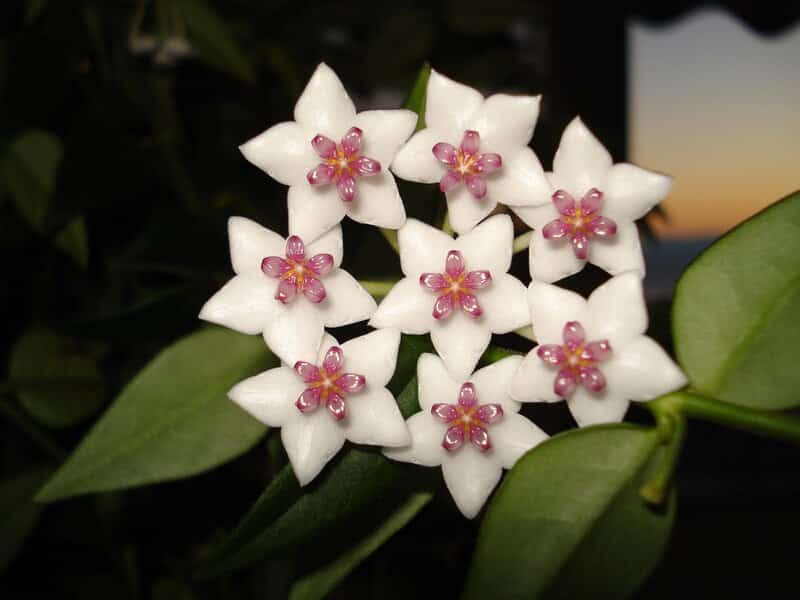 Hoya obovata flowering