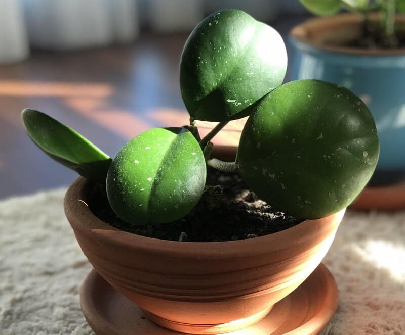 hoya obovata light requirements