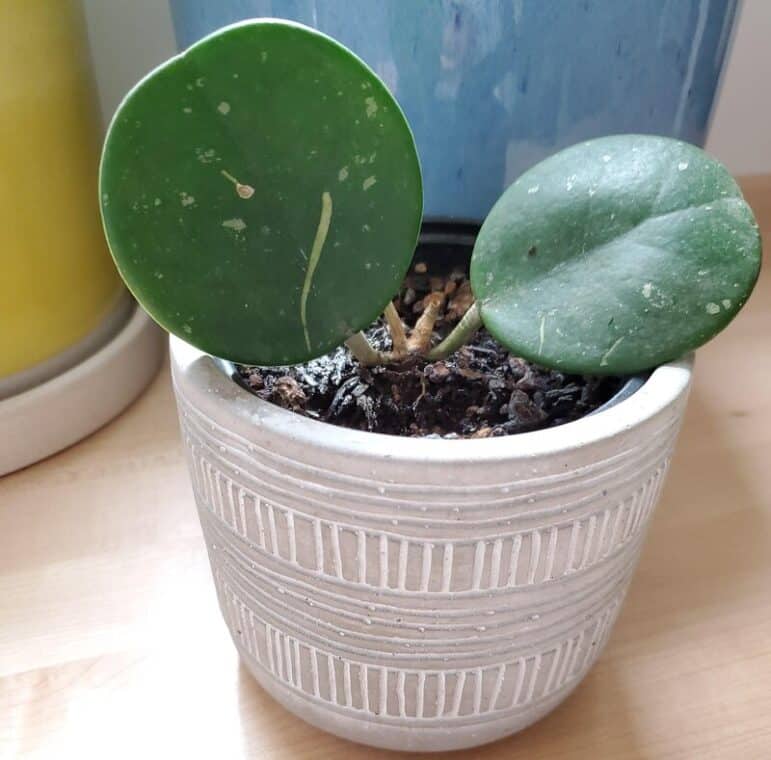 Hoya obovata temperature