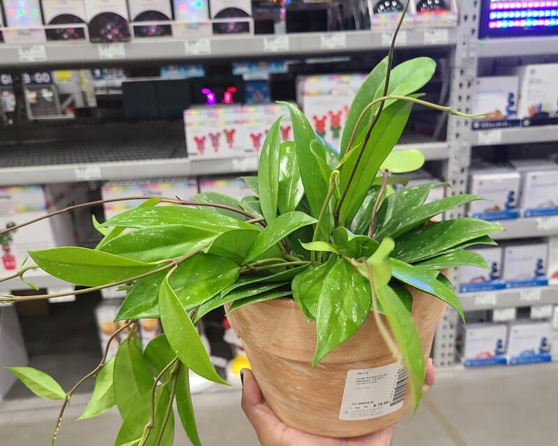 Repotting hoya pubicalyx