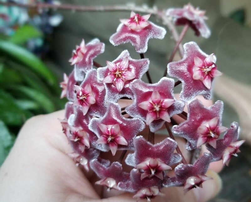 hoya pubicalyx sunlight requirements