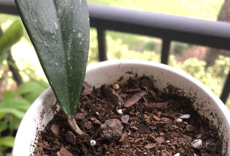 Hoya pubicalyx propagation