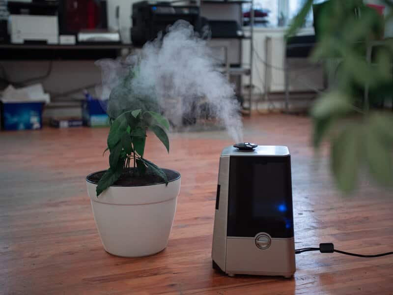 hoya publicalyx humidifier