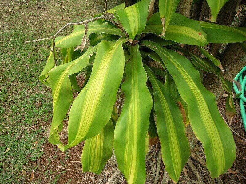 Dracaena Fragrans Stripes