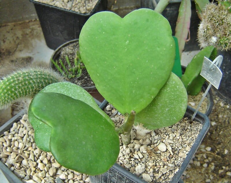 Hoya Kerrii Sweetheart Plant