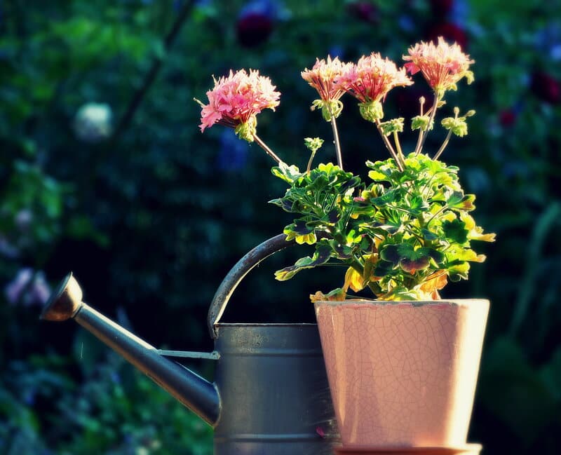 Watering Flowering Plants