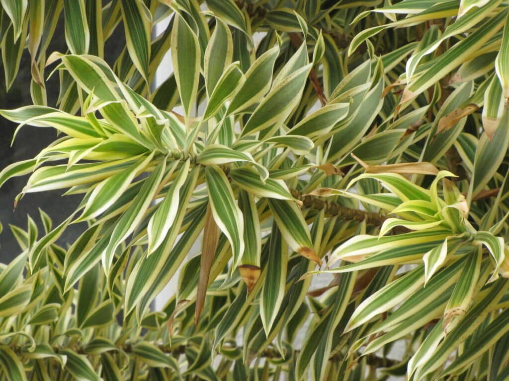 Dracaena Reflexa Song of India
