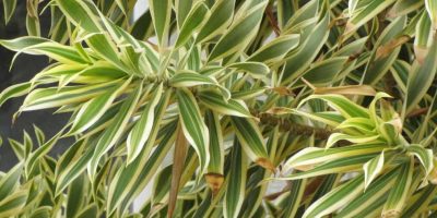 Dracaena Reflexa Song of India