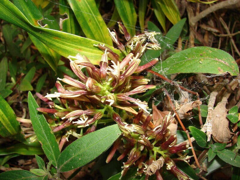 Dracaena Reflexa Common Problems