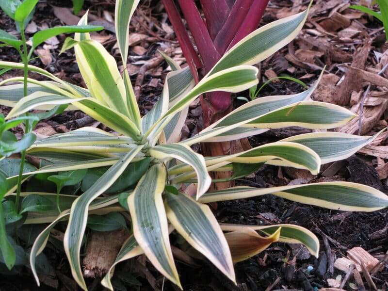 Dracaena Reflexa Plant