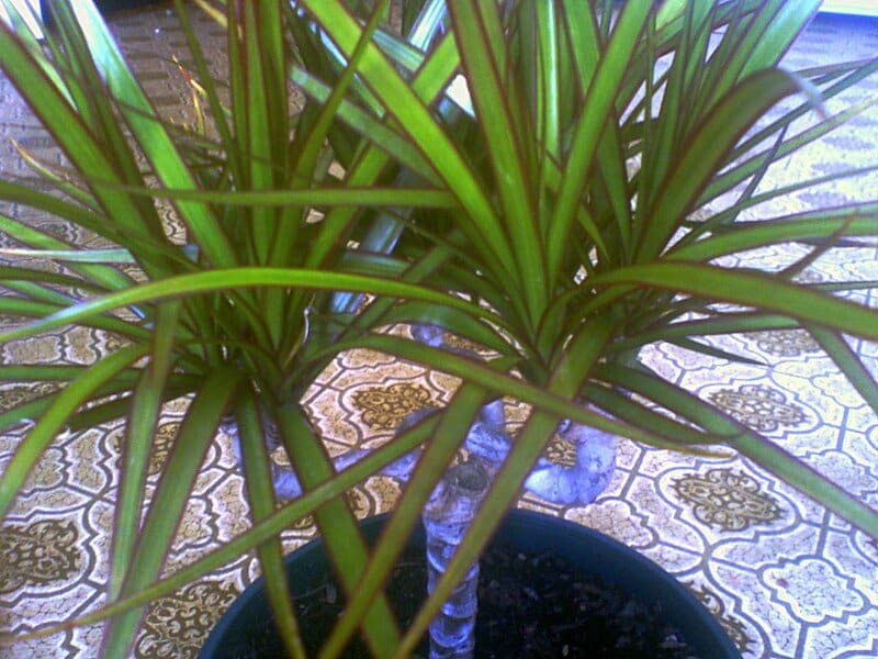 Dracaena Marginata tarzan