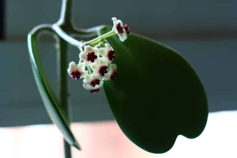 Hoya Kerrii Flowers 