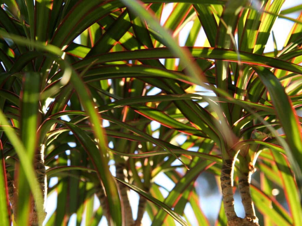 Madagascar Dragon Tree Plant