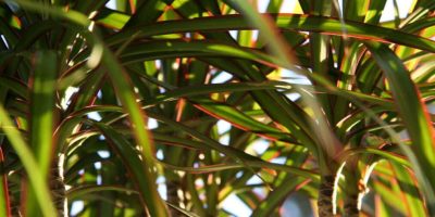 Madagascar Dragon Tree Plant