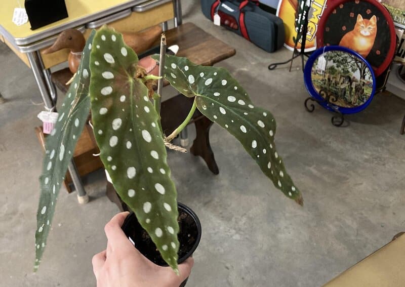 Propagating Angel Wing Begonia