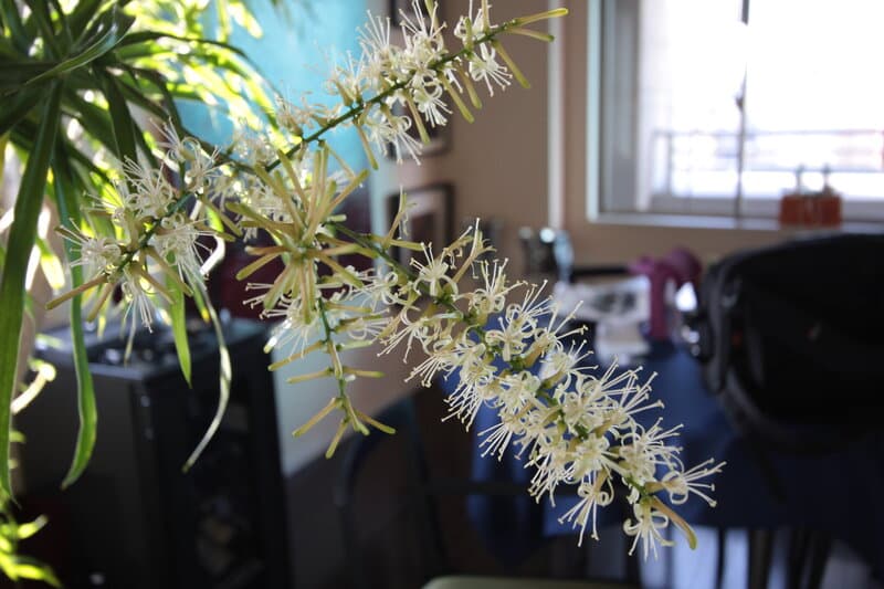 Dracaena Reflexa Flowers