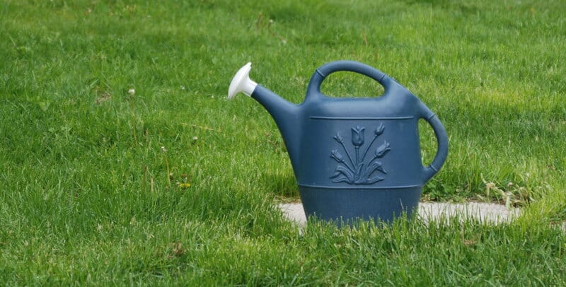 Collecting Rainwater for Plant Watering