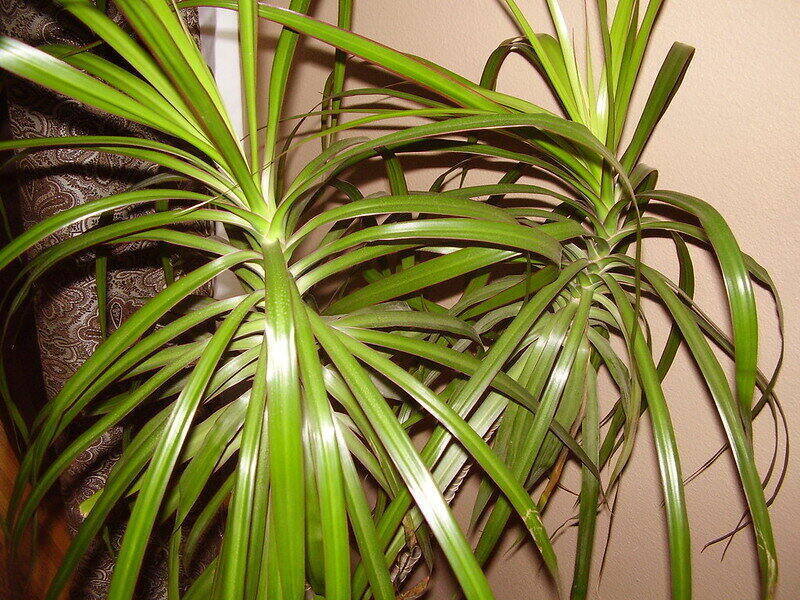 Dracaena Marginate Appearance
