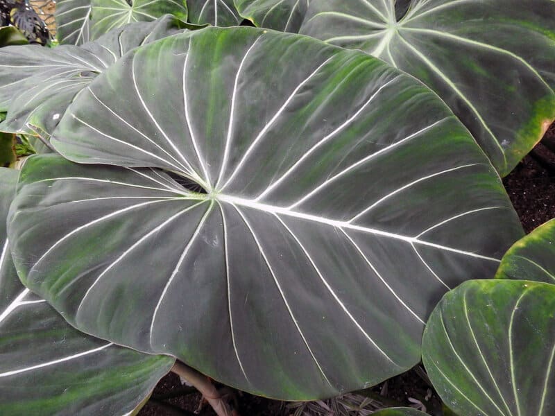 Philodendron Gloriosum Leaf
