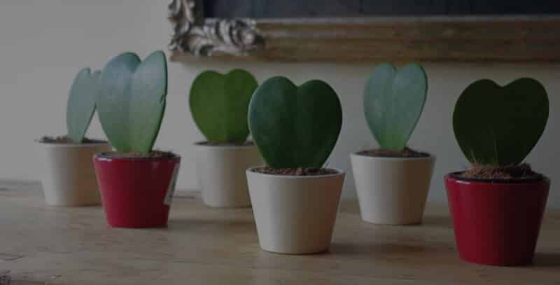 Sweetheart Plants in Pots