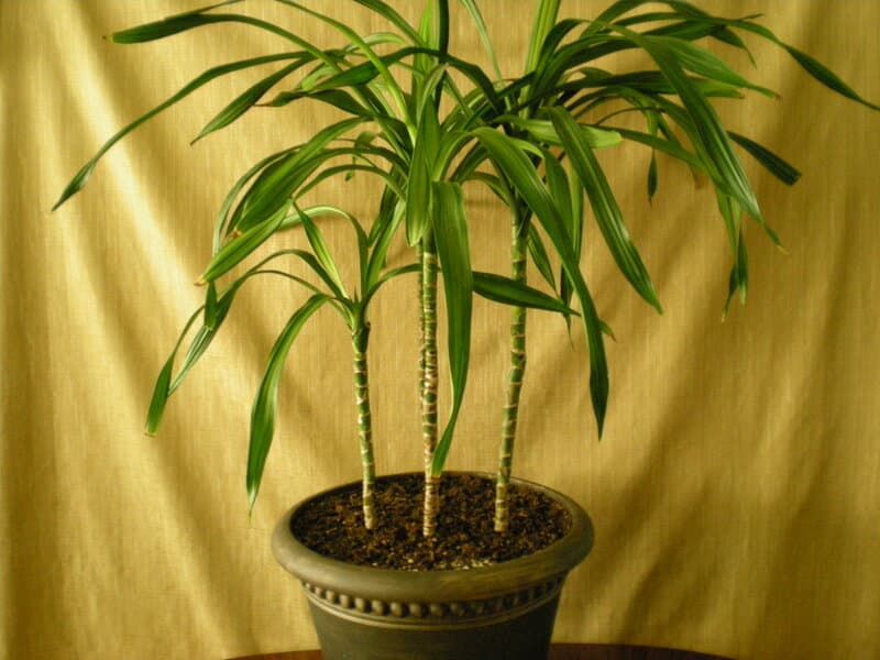 Dracaena Reflexa in Pot