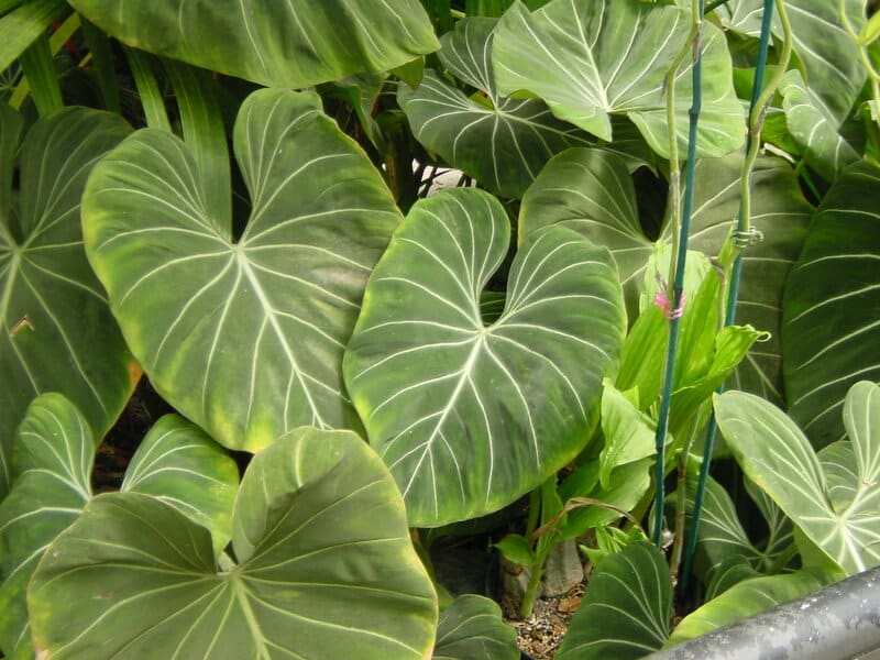 Gigantic Philodendron Gloriosum