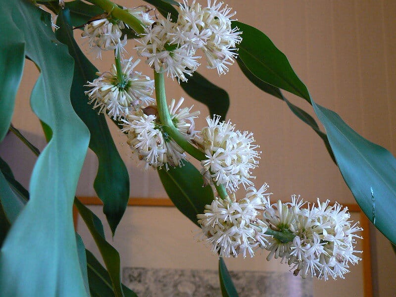 Dracaena Fragrans Flowers