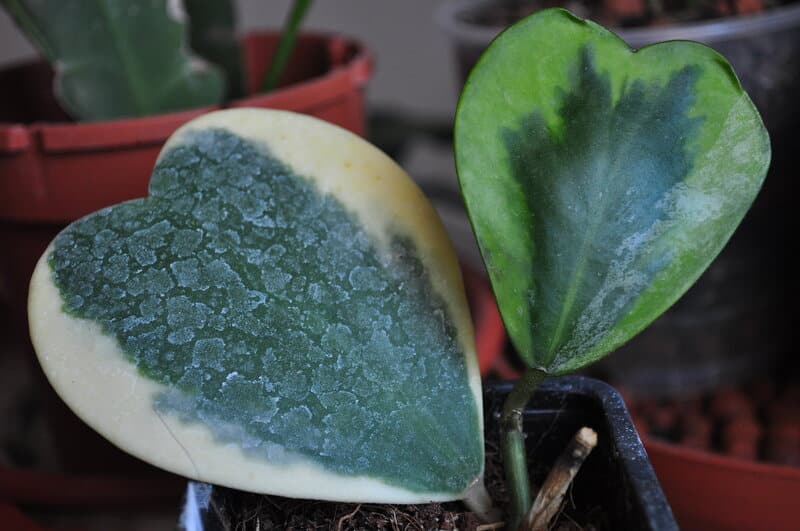 Variegated Hoya Kerrii