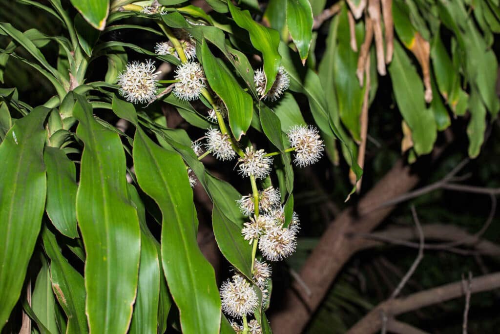 Dracaena Fragrans- Corn Plant
