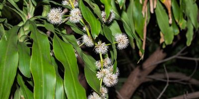Dracaena Fragrans- Corn Plant