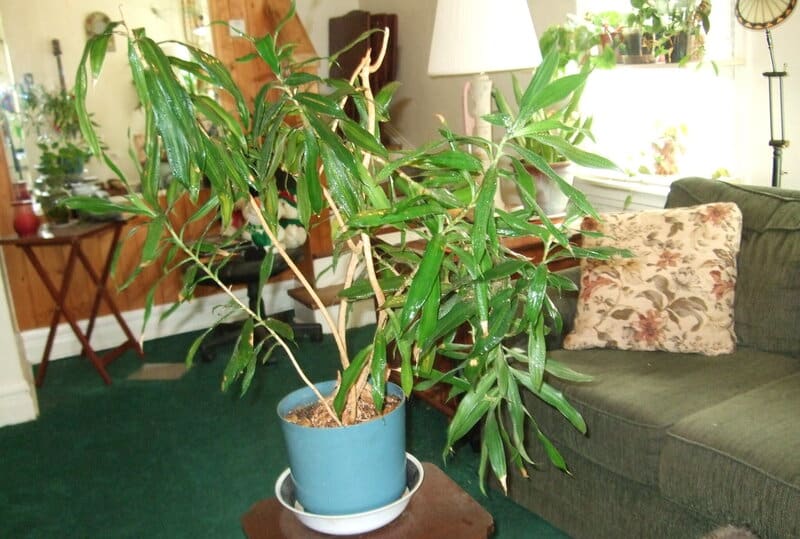 Dracaena Reflexa Purifies Air