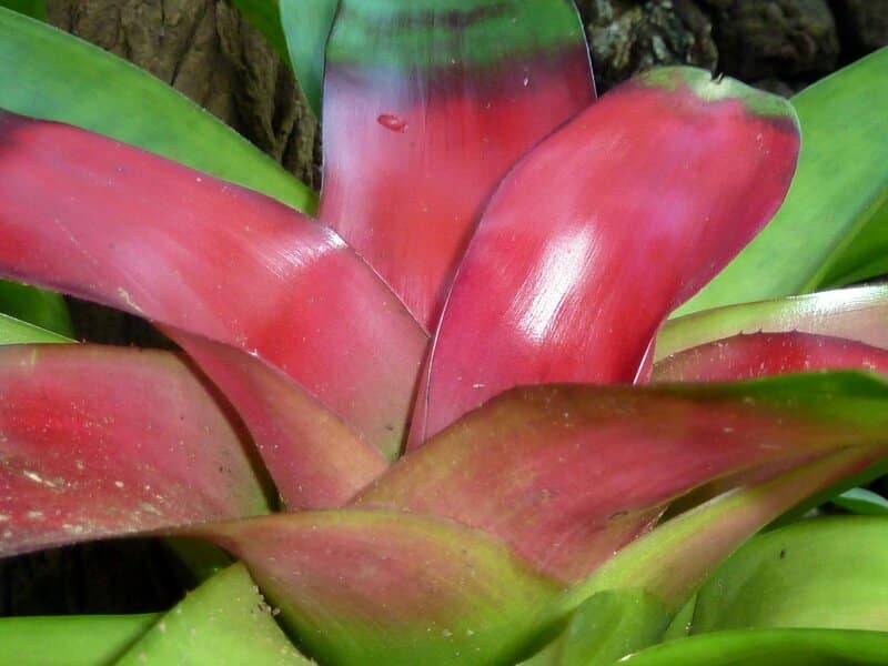 bromeliad care specifics