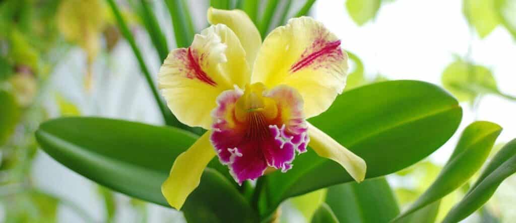 cattleya orchid care