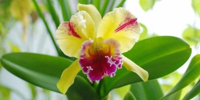 cattleya orchid care