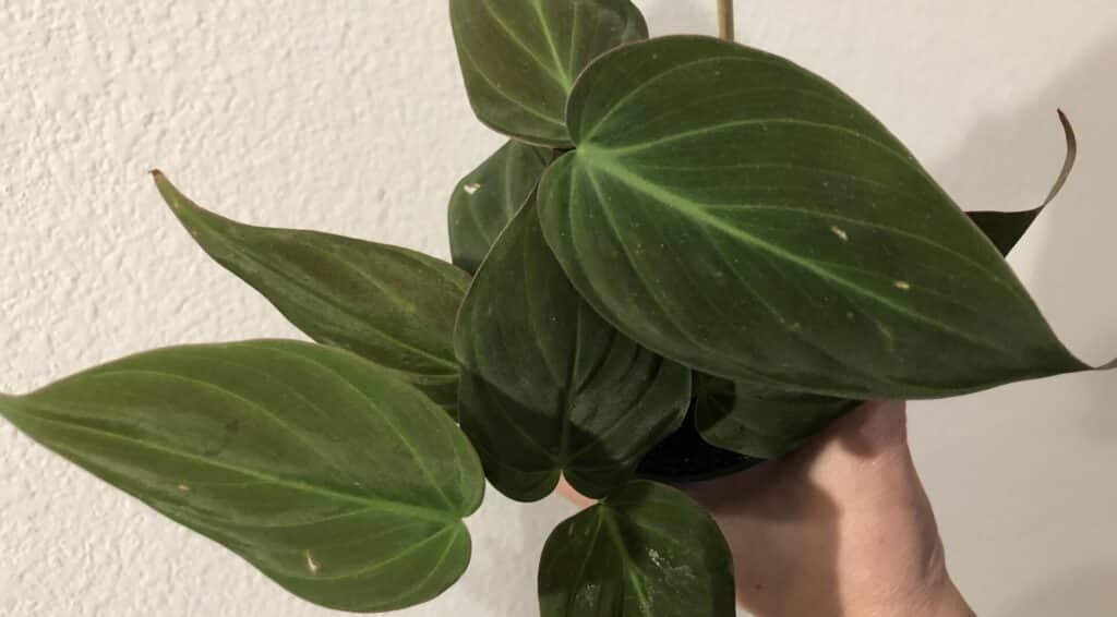 philodendron micans care